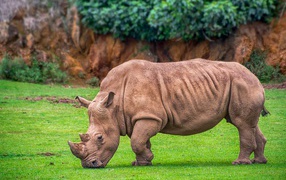 Big gray rhinoceros on green grass