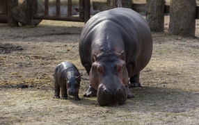 Hippopotamus with a baby at the zoo