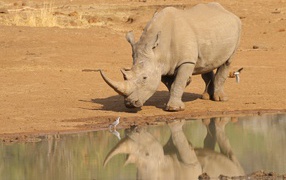 Large rhino is reflected in the water