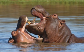 Two hippos are fighting in the water
