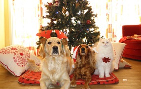 Две собаки и кот лежат под новогодней елкой