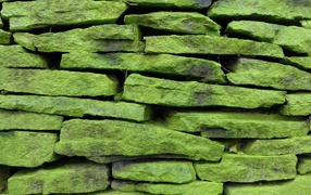 Зеленые покрытые мхом камни на стене, фон 