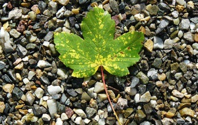 Зеленый лист лежит мелких камнях 