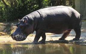 A large hippopotamus walks on water