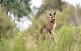 Big kangaroo sits in the grass
