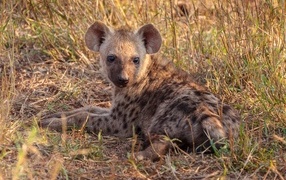 Hyena cub lies on the grass