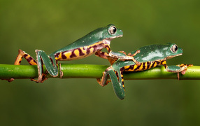 Two green frogs on a branch