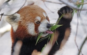 Красная панда ест ветки эвкалипта