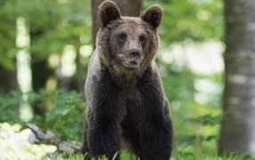 Молодой бурый медведь в лесу