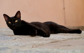 A black cat with yellow eyes lies on the road