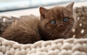 A small British kitten lies on a couch