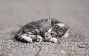 A small gray kitten lies on the asphalt