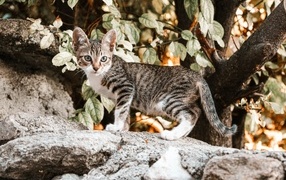 A small gray kitten stands on a stone