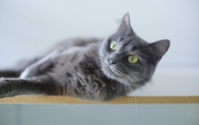 Beautiful ash green-eyed cat