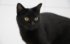 Красивый черный кот с желтыми глазами на белом фоне