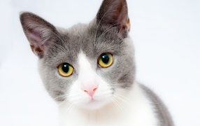Beautiful cat on a white background close-up