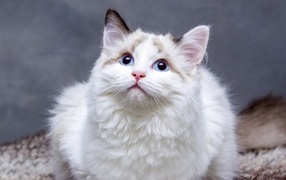 Красивая пушистая голубоглазая кошка 