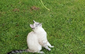 Красивая породистая кошка сидит на зеленой траве