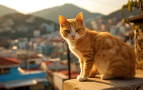Beautiful red cat in the sun