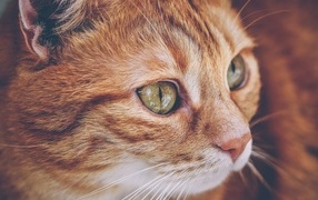 Beautiful red cat with big green eyes