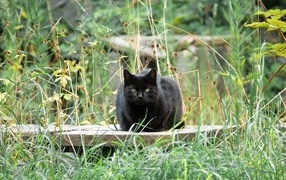 Big black cat sits in green grass