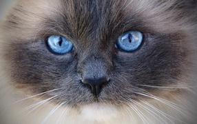 Большие голубые глаза породистой кошки крупным планом