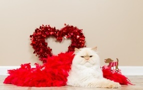 Big fluffy cat with a red heart