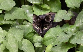 Black cat hiding in green leaves