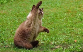 Котенок британской короткошерстной кошки с поднятой лапой