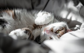 Domestic cat basking in bed
