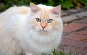 Fluffy cat with beautiful blue eyes