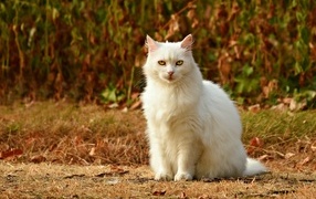 Пушистая белая кошка сидит на траве
