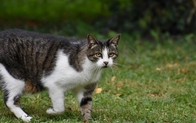 Gray-white cat stands on green grass