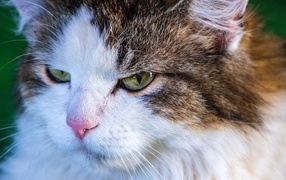 Green-eyed cat with a pink nose