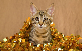 Kitten in New Year's tinsel