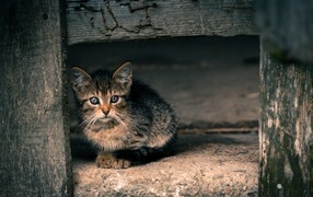 Little gray kitten in a wooden booth