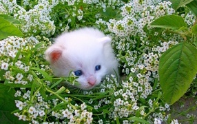 Little kitten in white flowers