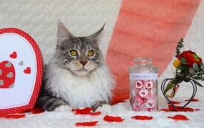 Maine Coon cat with hearts