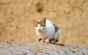 Sad stray cat sits on a stone