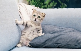 Scared kitten lying on the sofa