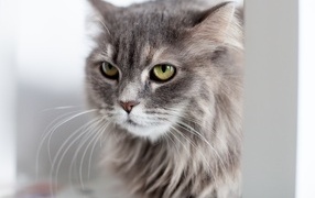 Serious look of a fluffy gray cat