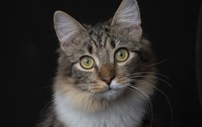 Smart look of a fluffy cat on a black background