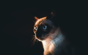 The muzzle of a blue-eyed Siamese cat on a black background
