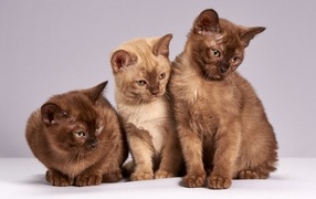 Три коричневых котенка бирманской породы на сером фоне