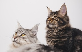 Two Maine Coons on a gray background