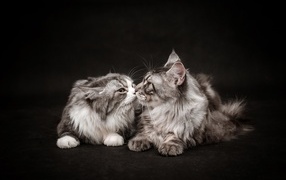 Two gray Maine Coon cats on a black background