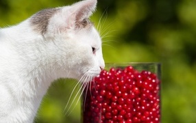 Белый кот нюхает ягоды красной смородины