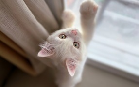 White kitten stands by the window