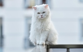 White sad cat with green eyes