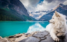 Белый пес лежит на берегу голубого горного озера